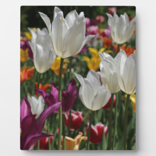 Plaque Photo Tulipes