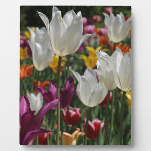 Plaque Photo Tulipes (Devant)