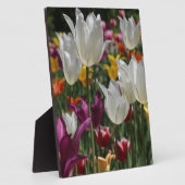 Plaque Photo Tulipes (Côté)
