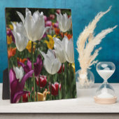 Plaque Photo Tulipes (Côté)