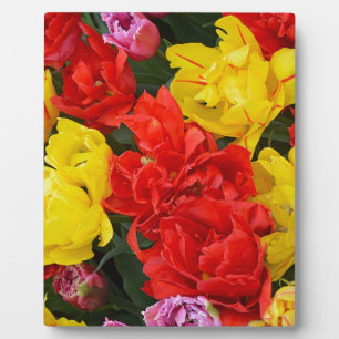 Plaque Photo Tulipes à ressort rouge et jaune
