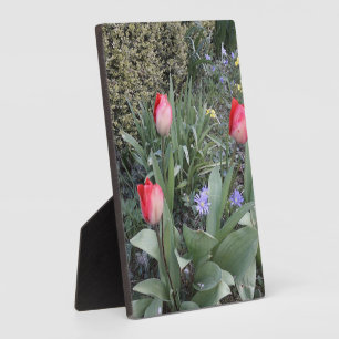 Plaque Photo Tulipes de jardin rouge