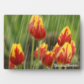 Plaque Photo Tulipes de printemps (Devant)