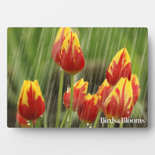 Plaque Photo Tulipes de printemps