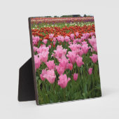Plaque Photo Tulipes roses et rouges, Oregon (Recto)
