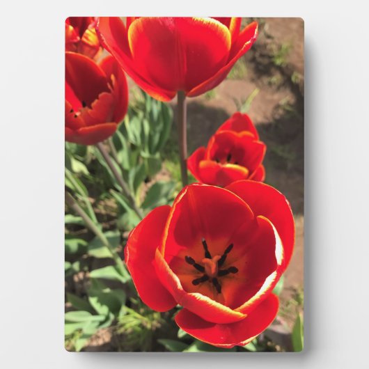 Plaque Photo Tulipes rouges à l'intérieur (Devant)