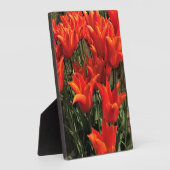 Plaque Photo Tulips orange, Oregon (Côté)