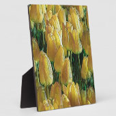 Plaque Photo Tulips Sunshine Yellow (Côté)