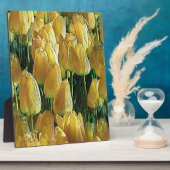 Plaque Photo Tulips Sunshine Yellow (Côté)