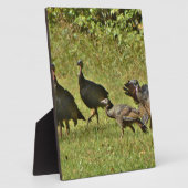 Plaque Photo Turquie sauvage, couleurs du Camouflage (Côté)