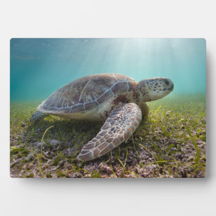 Plaque Photo Turtle At Dusk   Bay