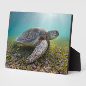 Plaque Photo Turtle At Dusk | Bay (Côté)