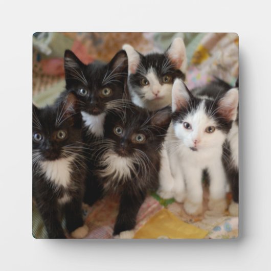 Plaque Photo Tuxedo (Devant)
