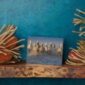 Plaque Photo Un Groupe De Chevaux Blancs En Camargue (Côté)