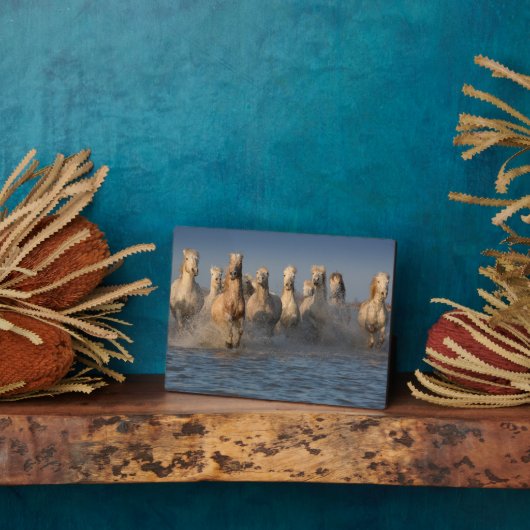 Plaque Photo Un Groupe De Chevaux Blancs En Camargue (Côté)