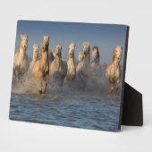 Plaque Photo Un Groupe De Chevaux Blancs En Camargue (Côté)