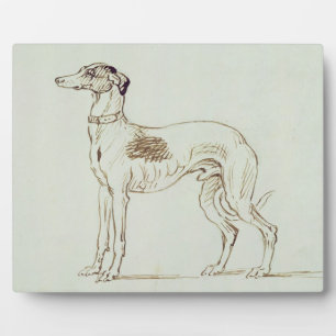 Plaque Photo Un hound gris, face gauche (stylo et encre sur pap