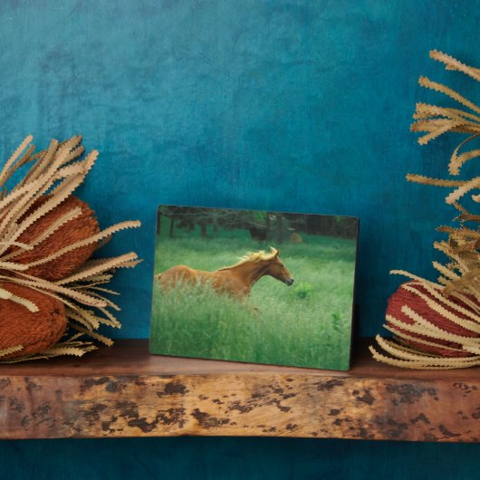 Plaque Photo Un Jeune Stallion Traverse Le Milieu (Côté)