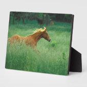 Plaque Photo Un Jeune Stallion Traverse Le Milieu (Côté)