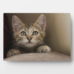 Plaque Photo Un Tabby Kitten Très Sucré