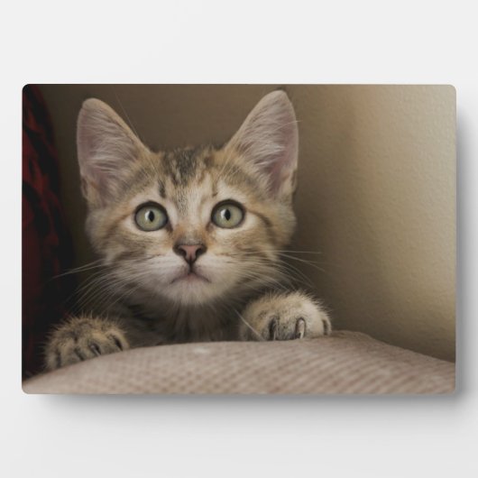 Plaque Photo Un Tabby Kitten Très Sucré (Devant)