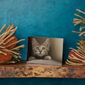 Plaque Photo Un Tabby Kitten Très Sucré (Côté)