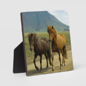 Plaque Photo Une paire de poneys islandais Brown (Recto)