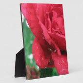 Plaque Photo Une rose rouge (Côté)