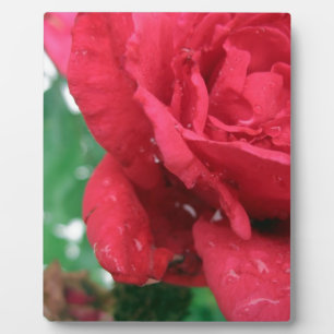 Plaque Photo Une rose rouge