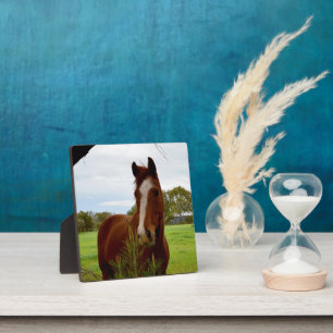 Plaque Photo "Une ruche de la nature : un cheval de châtaignier