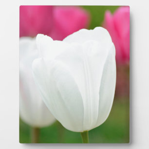 Plaque Photo Une tulipe blanche