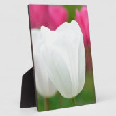 Plaque Photo Une tulipe blanche (Côté)