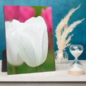 Plaque Photo Une tulipe blanche (Côté)