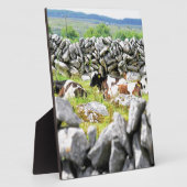 Plaque Photo Vaches Moo (Côté)