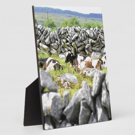 Plaque Photo Vaches Moo (Côté)