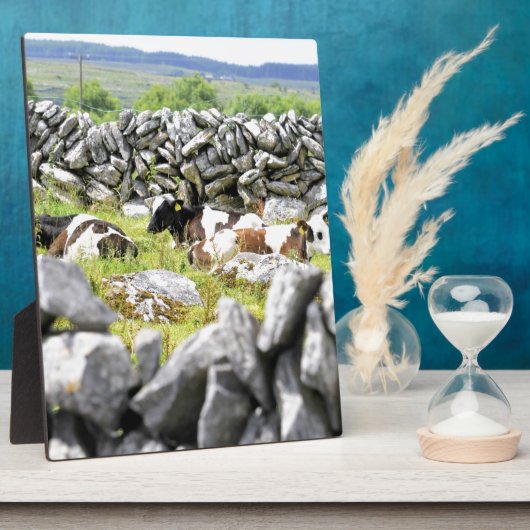 Plaque Photo Vaches Moo (Côté)