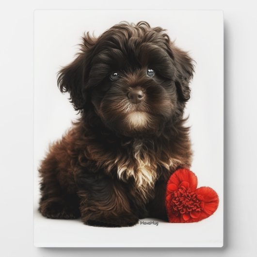 Plaque Photo Valentine la plus fine, Chiot Havanais au chocolat (Devant)