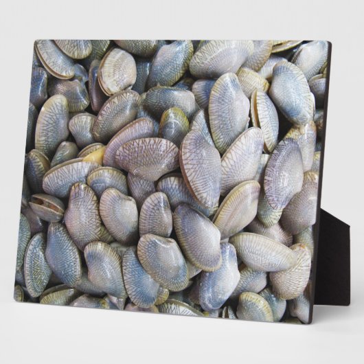 Plaque Photo Venus Clam [ห อ ย ล า ย] (Côté)
