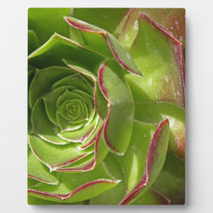 Plaque Photo Vert
