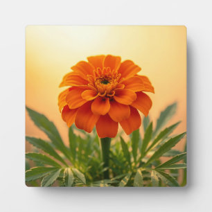 Plaque Photo Vibrante Fleur de Tagète Orange au Soleil Couchant