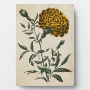 Plaque Photo Vintage Botanique Floral Africain Marigold