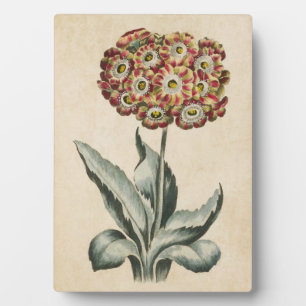 Plaque Photo Vintage Botanique Floral Auricus
