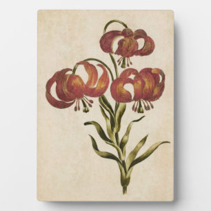 Plaque Photo Vintage Botanique Floral Mountain Lily