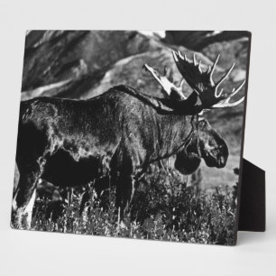 Plaque Photo Vintage USA Alaska bull moose 1970