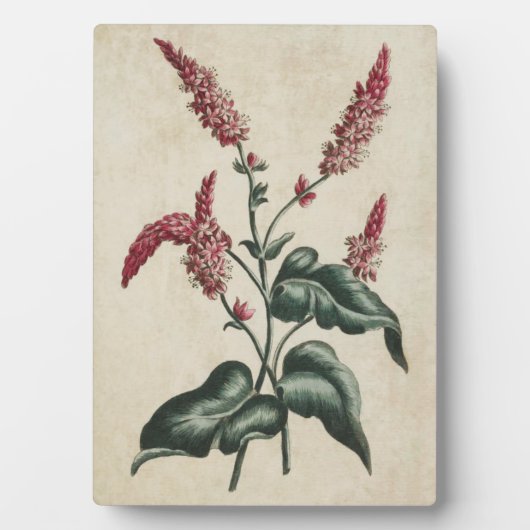 Plaque Photo Vintage végétal Persicaria (Devant)
