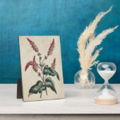 Plaque Photo Vintage végétal Persicaria (Côté)