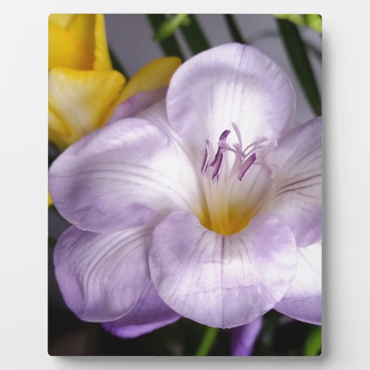 Plaque Photo violet freesia (Devant)