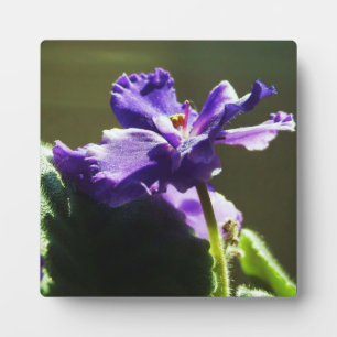 Plaque Photo Violet violet africain ~ 5,25 x 5,25 avec Easel