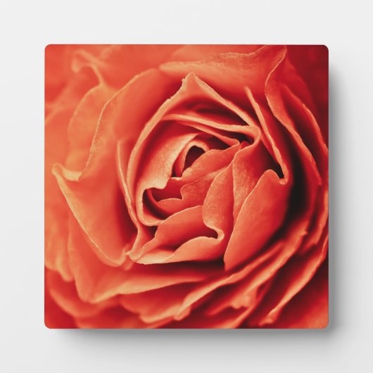 Plaque Photo vivant rose (Devant)