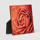 Plaque Photo vivant rose (Recto)